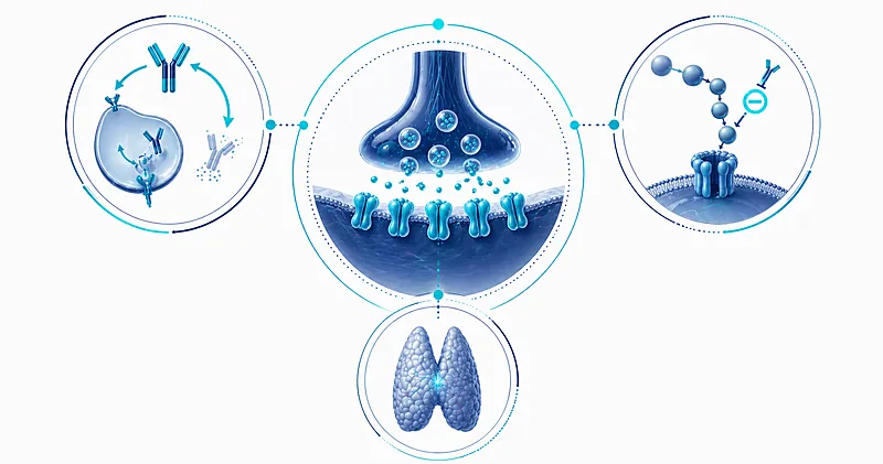 Myasthenia gravis treatment evidence overview showing FcRn antagonist complement inhibitor and thymectomy approaches