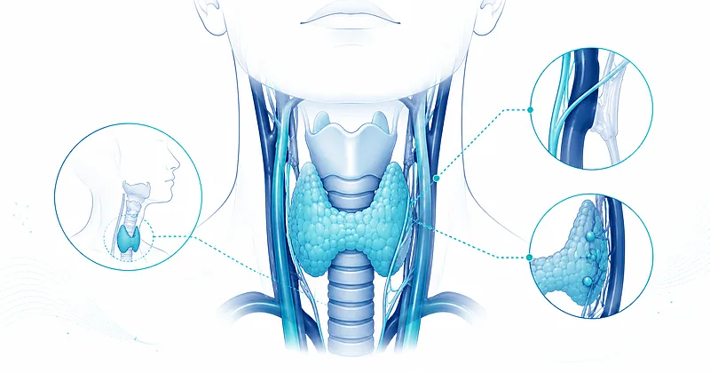 Anatomy diagram illustrating thyroidectomy complications including recurrent laryngeal nerve and parathyroid gland location