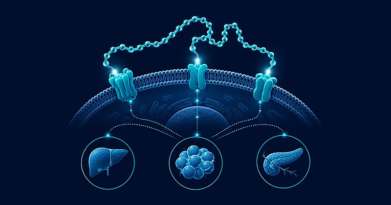 Medical illustration of triple agonists binding the GIP, GLP-1 and glucagon receptors on a metabolic cell surface